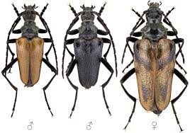 Attēlu rezultāti vaicājumam “Pachyta quadrimaculata”