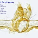 Attēlu rezultāti vaicājumam “Acleris forsskaleana”