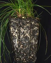 Attēlu rezultāti vaicājumam “Festuca rubra subsp. rubra leaf”