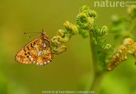 Attēlu rezultāti vaicājumam “Clossiana euphrosyne”