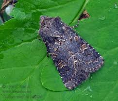 Attēlu rezultāti vaicājumam “Tholera cespitis”