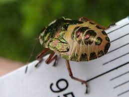 Attēlu rezultāti vaicājumam “Troilus luridus”