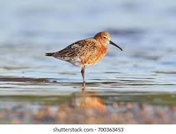 Attēlu rezultāti vaicājumam “Calidris ferruginea”