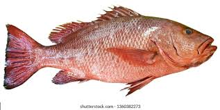 Image result for Lutjanus campechanus