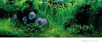 Znalezione obrazy dla zapytania takashi amano%