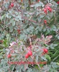 Attēlu rezultāti vaicājumam “Rosa villosa fruit”
