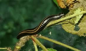 Attēlu rezultāti vaicājumam “Ommatoiulus vilnensis”