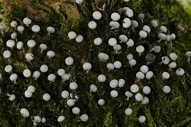 Attēlu rezultāti vaicājumam “Physarum leucopus spores”