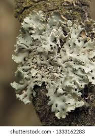 Attēlu rezultāti vaicājumam “Agathomyia wankowiczii”