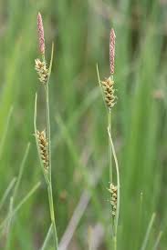 Attēlu rezultāti vaicājumam “Carex panicea”