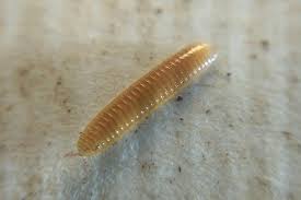 Attēlu rezultāti vaicājumam “Polyzonium germanicum”