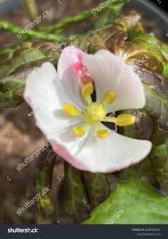 Attēlu rezultāti vaicājumam “Podophyllum hexandrum flower”