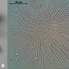 Attēlu rezultāti vaicājumam “Podostroma leucopus”