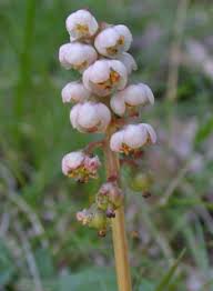 Attēlu rezultāti vaicājumam “Pyrola minor bud”