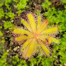 Attēlu rezultāti vaicājumam “Drosera rotundifolia flower”