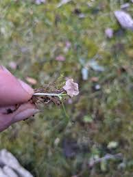 Attēlu rezultāti vaicājumam “Rimbachia neckerae”