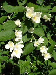 Attēlu rezultāti vaicājumam “Philadelphus coronarius”