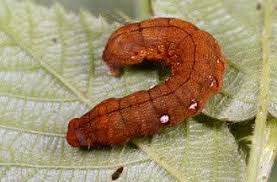 Attēlu rezultāti vaicājumam “Habrosyne pyritoides”