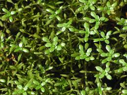 Attēlu rezultāti vaicājumam “Callitriche cophocarpa”