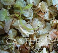 Attēlu rezultāti vaicājumam “Scirpus sylvaticus fruit”