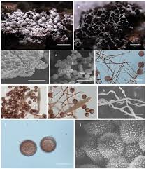 Attēlu rezultāti vaicājumam “Physaraceae”