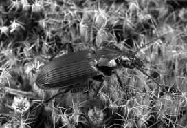 Attēlu rezultāti vaicājumam “Pterostichus niger”