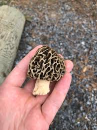Attēlu rezultāti vaicājumam “Morchella sp.”