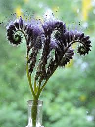 Image result for Phacelia