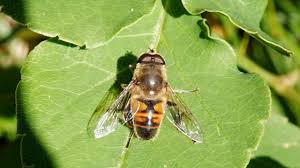 Attēlu rezultāti vaicājumam “Eristalis sp.”