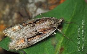 Attēlu rezultāti vaicājumam “Semioscopis avellanella imago”