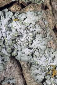 Attēlu rezultāti vaicājumam “Phaeophyscia orbicularis”