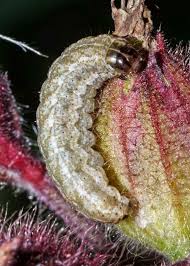 Attēlu rezultāti vaicājumam “Hadena rivularis”