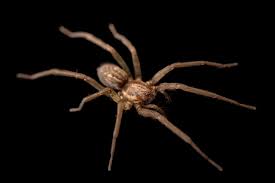 Attēlu rezultāti vaicājumam “Tegenaria sp.”