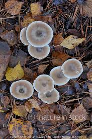 Attēlu rezultāti vaicājumam “Collybia sp.”