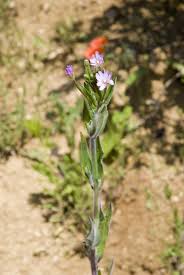 Image result for Weidenröschen