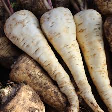 Image result for Pastinake