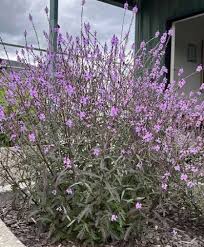 Image result for Verbena officinalis