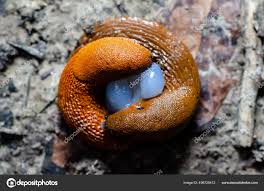 Attēlu rezultāti vaicājumam “Arion rufus”