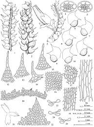 Attēlu rezultāti vaicājumam “Nowellia curvifolia”