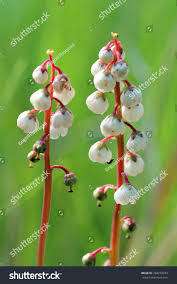 Attēlu rezultāti vaicājumam “Pyrola minor flower”