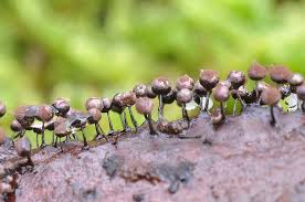 Attēlu rezultāti vaicājumam “Lamproderma arcyrioides macro”