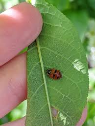 Attēlu rezultāti vaicājumam “Adalia bipunctata”