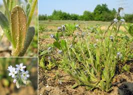 Attēlu rezultāti vaicājumam “Myosotis stricta”