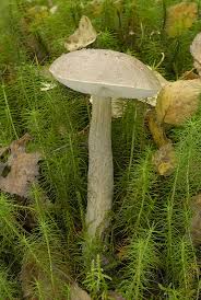 Attēlu rezultāti vaicājumam “Leccinum”