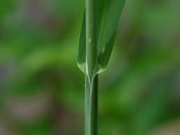 Attēlu rezultāti vaicājumam “Milium effusum”