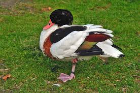 Attēlu rezultāti vaicājumam “Tadorna tadorna”