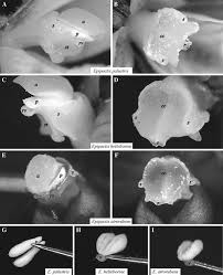 Attēlu rezultāti vaicājumam “Epipactis palustris bud”