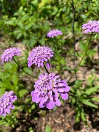 Image result for Iberis umbellata