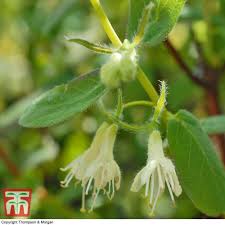 Attēlu rezultāti vaicājumam “Lonicera caerulea var. pallasii flower”