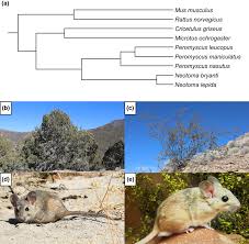 Attēlu rezultāti vaicājumam “Cricetidae”